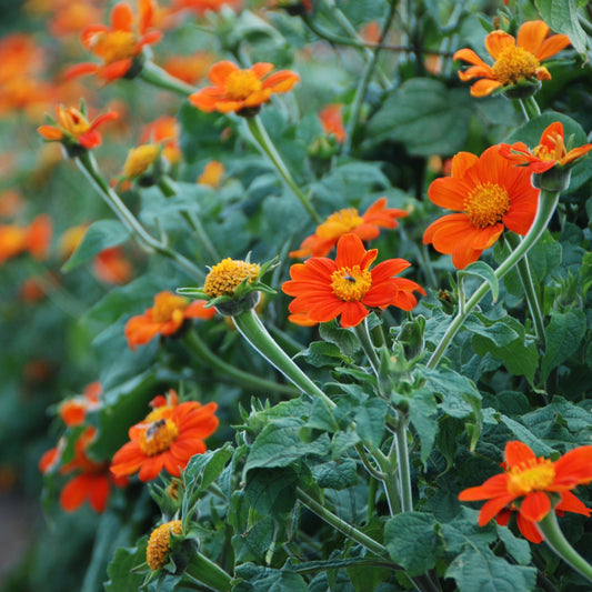 Close-up of bright orange flowers with green leaves