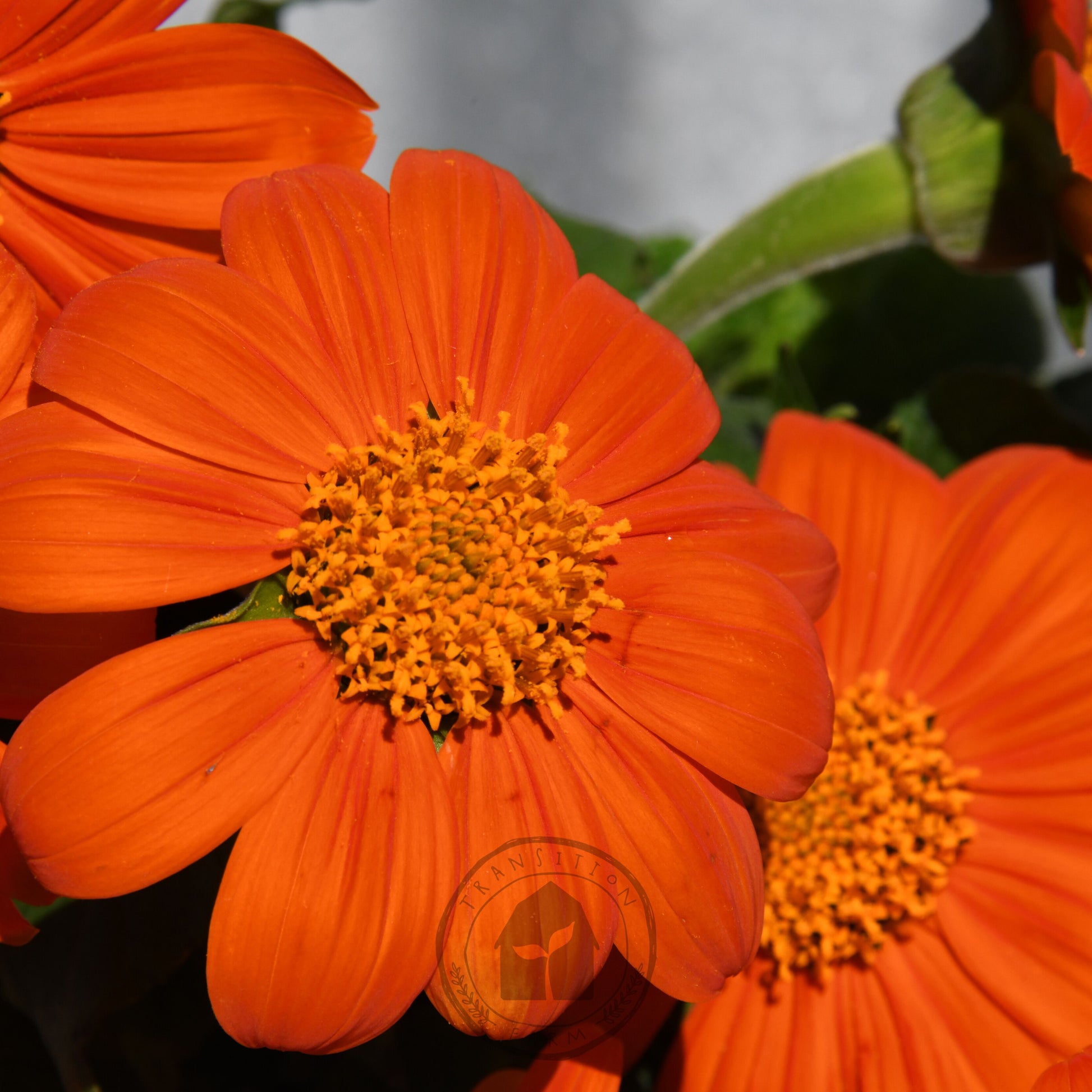 Close-up of bright orange flowers with yellow centers.