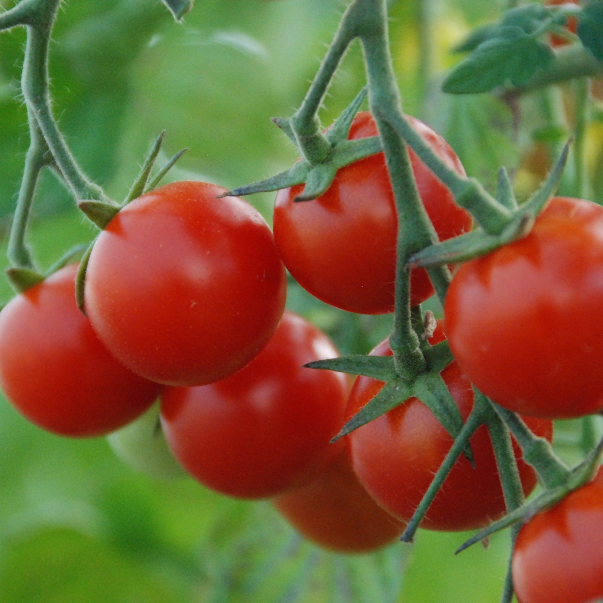 Red tomatoes on a vine with a blurred green background