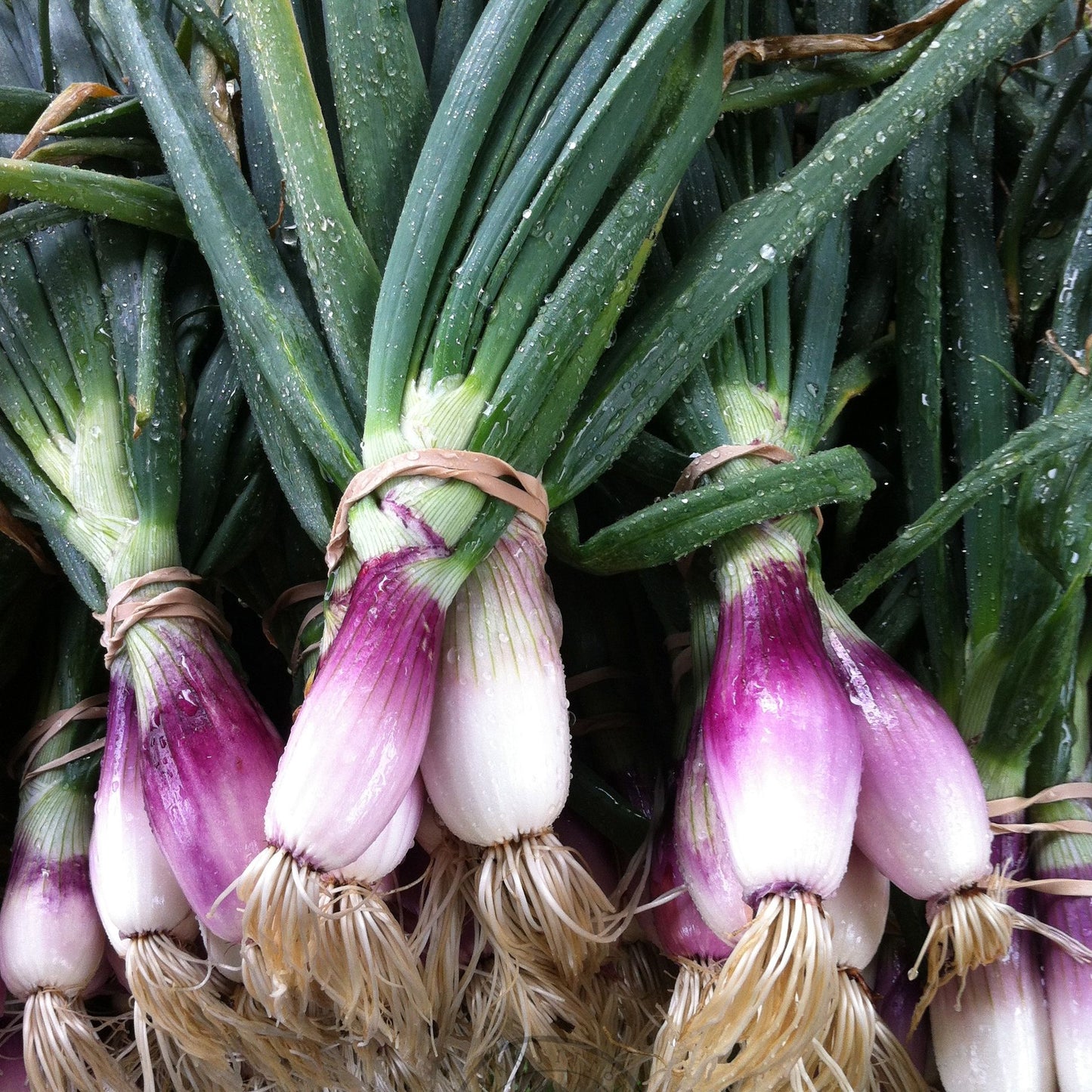 Onion 'Red Long of Tropea'