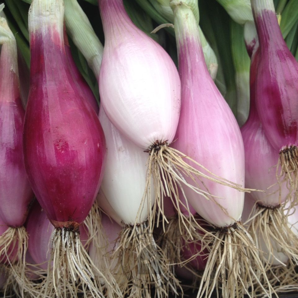 Onion 'Red Long of Tropea'