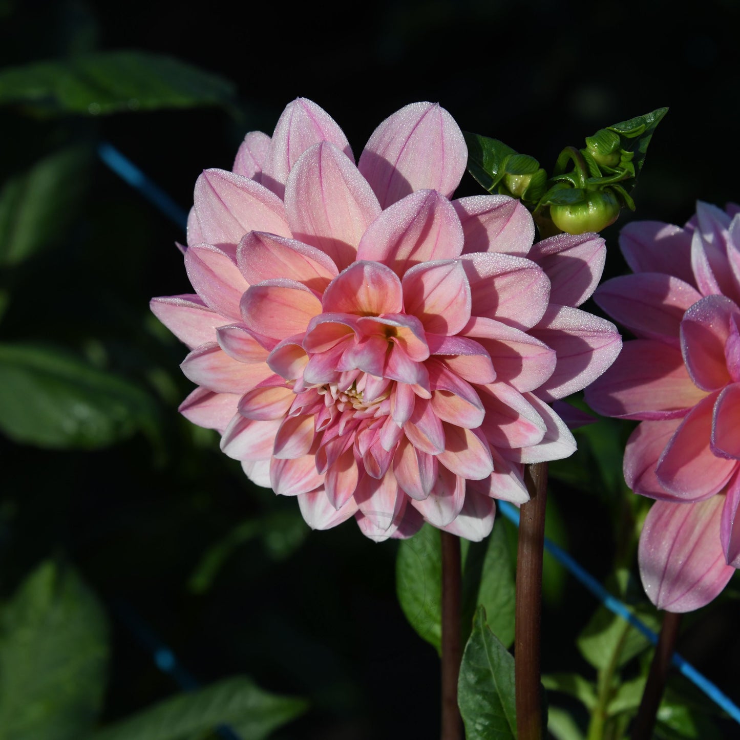 Dahlia 'Tropical Dream'