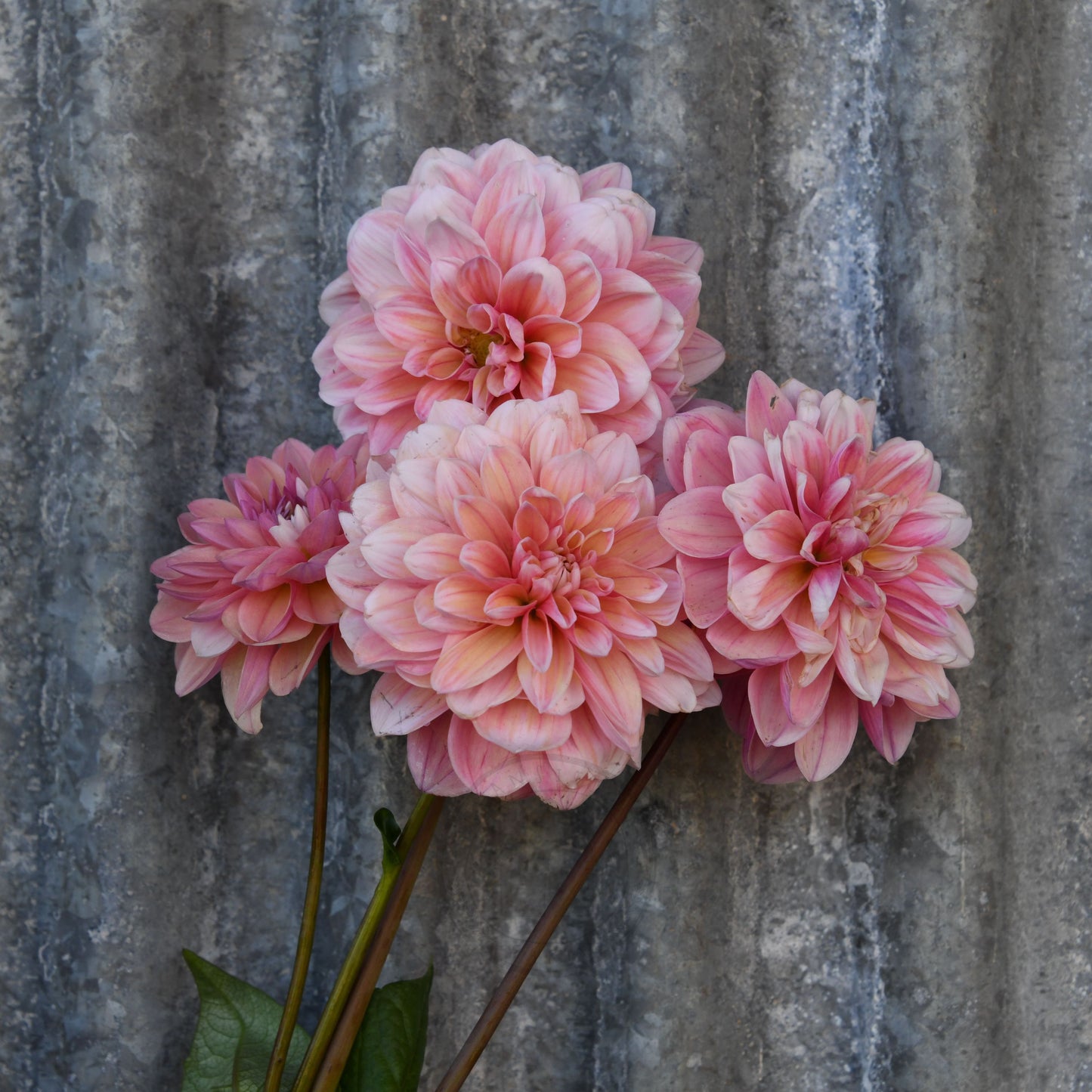 Dahlia 'Tropical Dream'