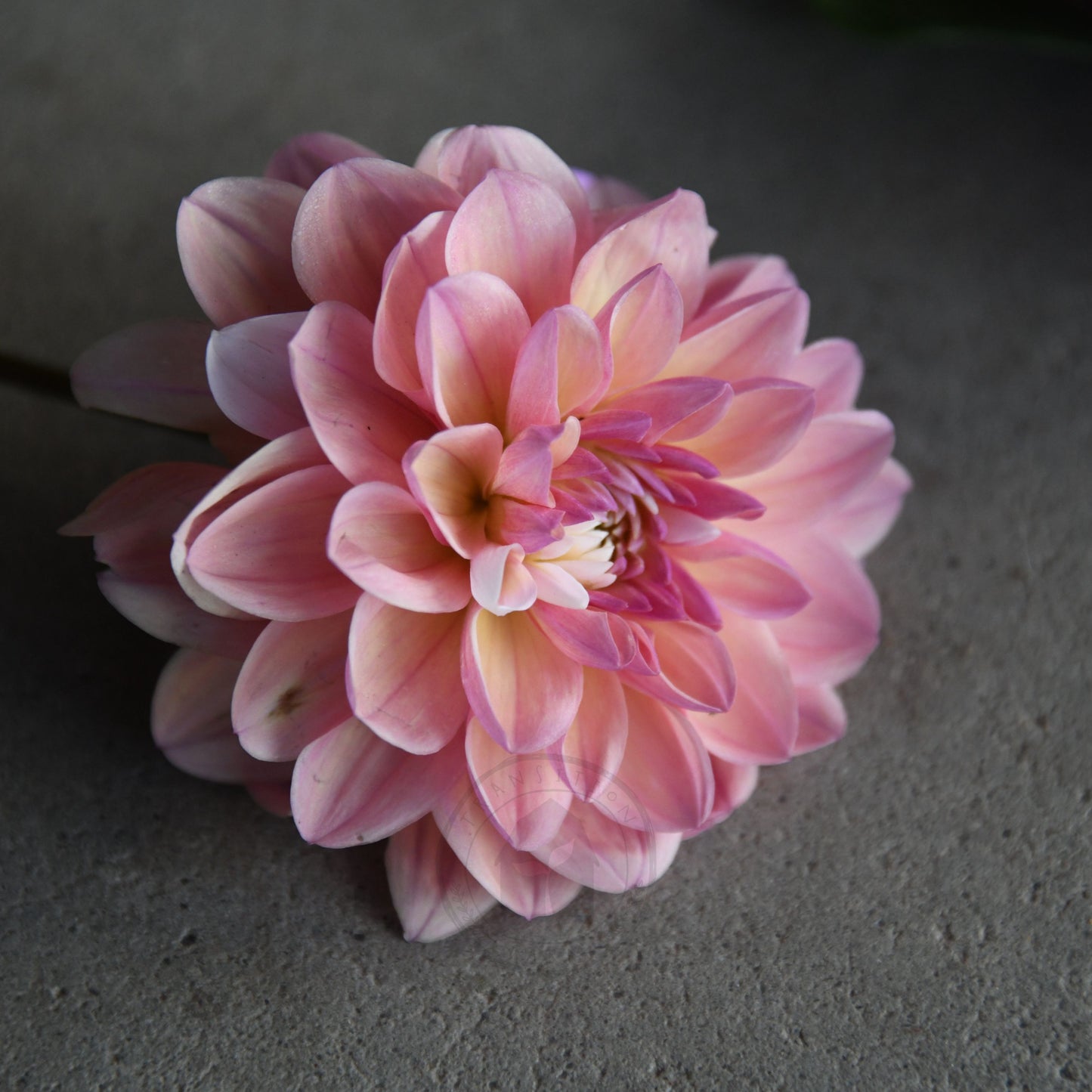 Dahlia 'Tropical Dream'