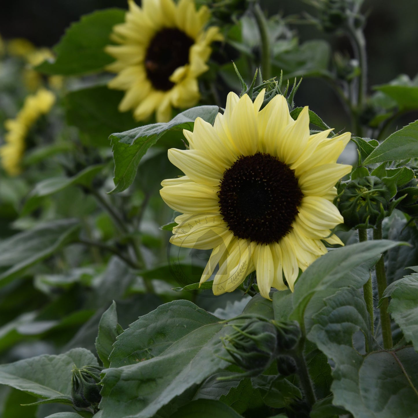 Close-up of a sunflower with green leaves in the background