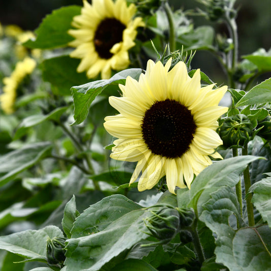 Sunflower in a field with green leaves