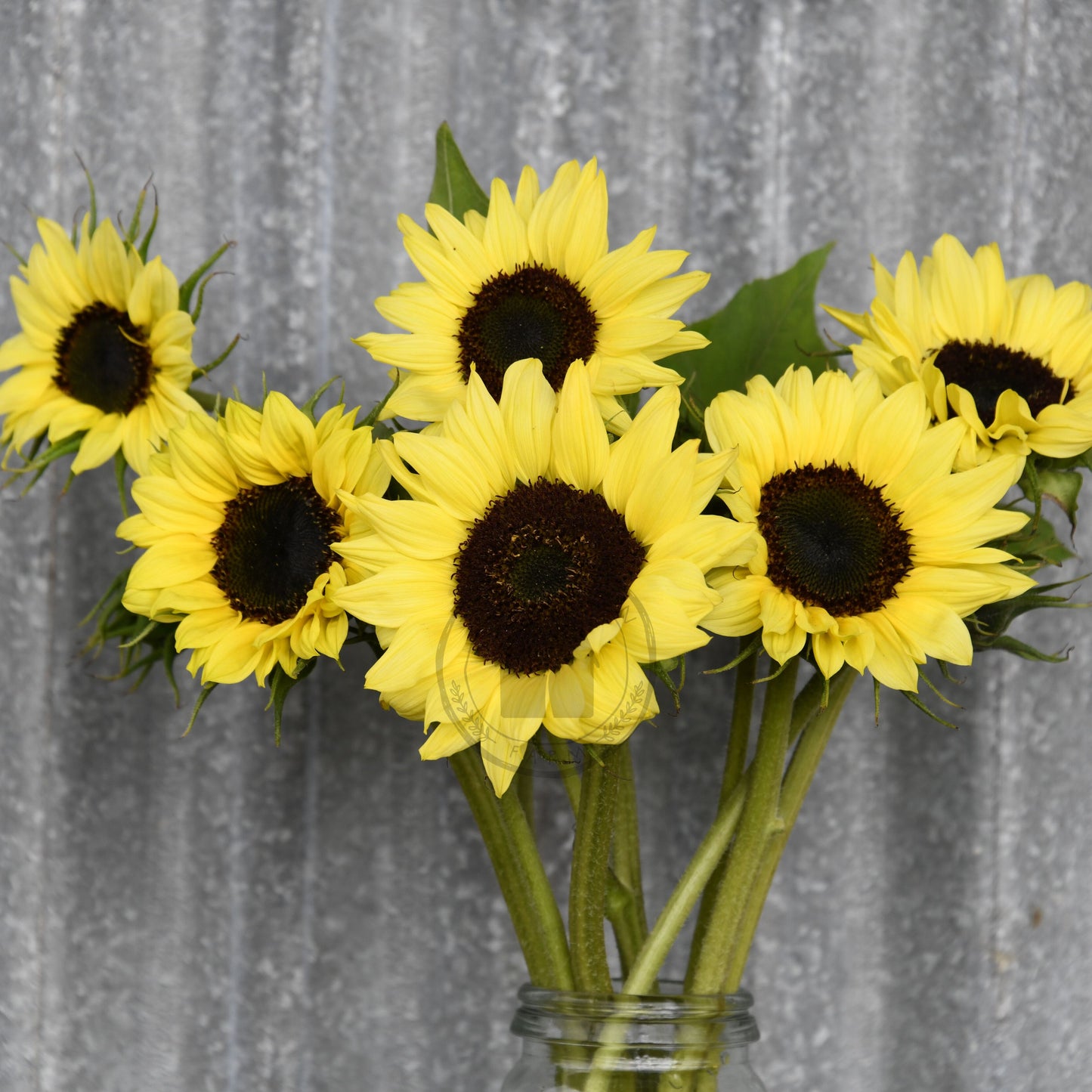 Bouquet of sunflowers in a clear vase against a textured gray background