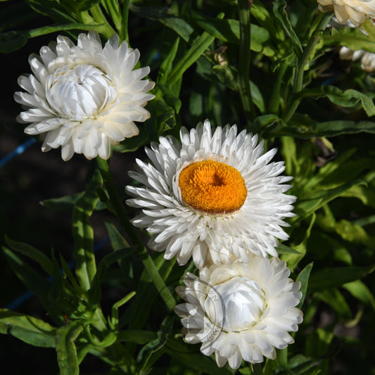 Strawflower 'Vintage White'