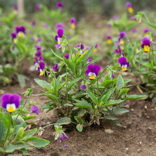 Purple flowers with yellow centers growing in a garden