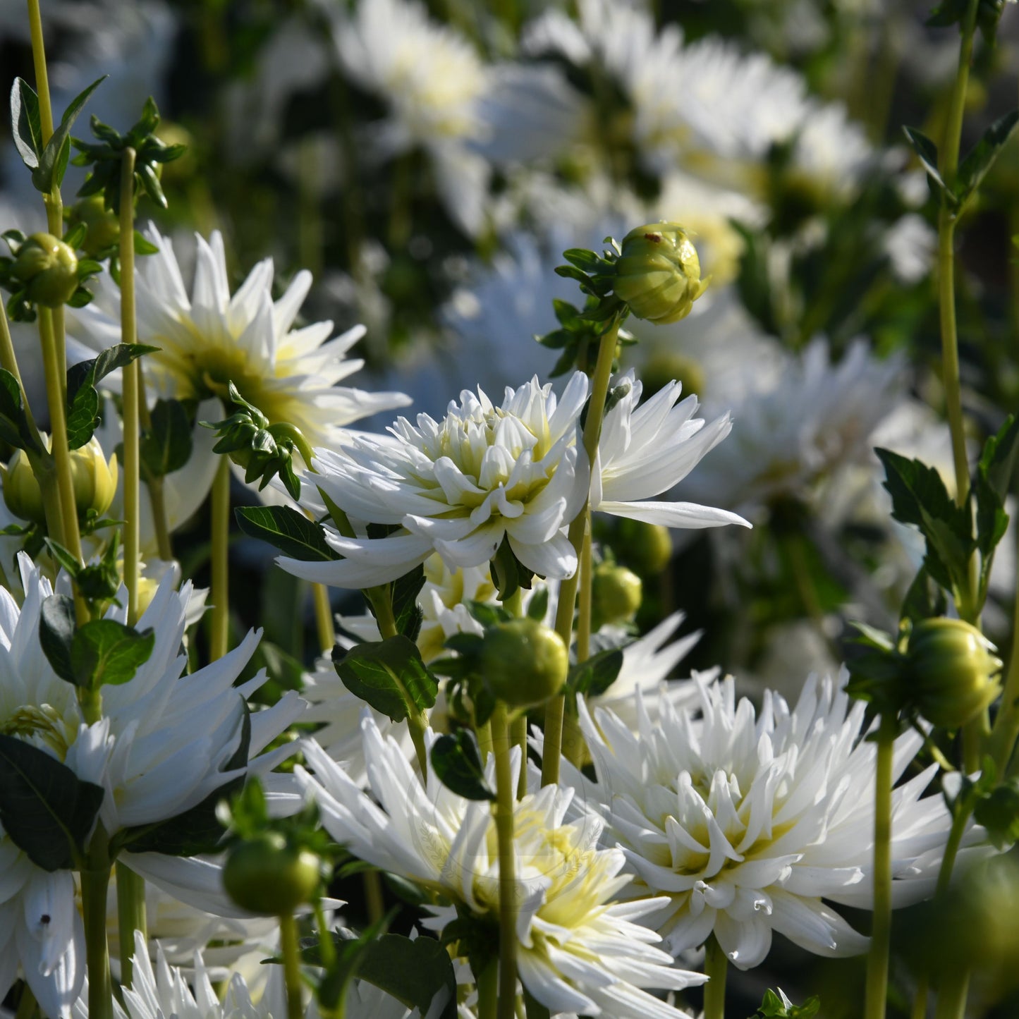 Dahlia 'My Love' (Buy 4 Get 1 Free)