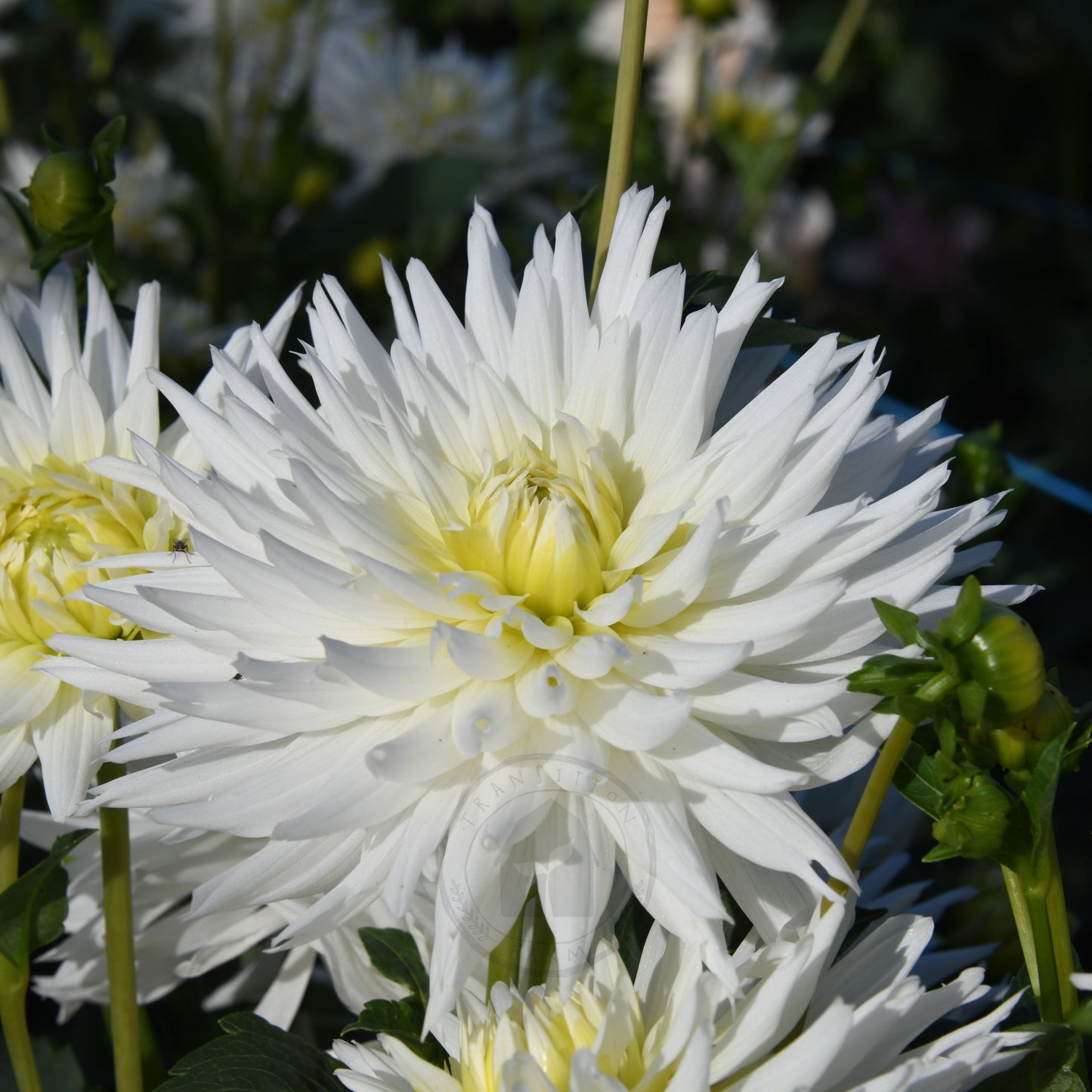 Dahlia 'My Love' (Buy 4 Get 1 Free)