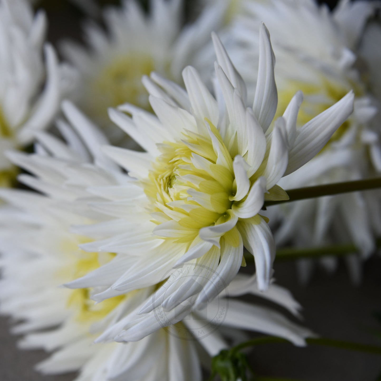 Dahlia 'My Love' (Buy 4 Get 1 Free)