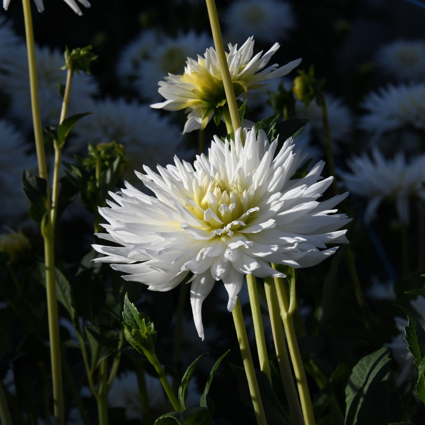 Dahlia 'My Love' (Buy 4 Get 1 Free)