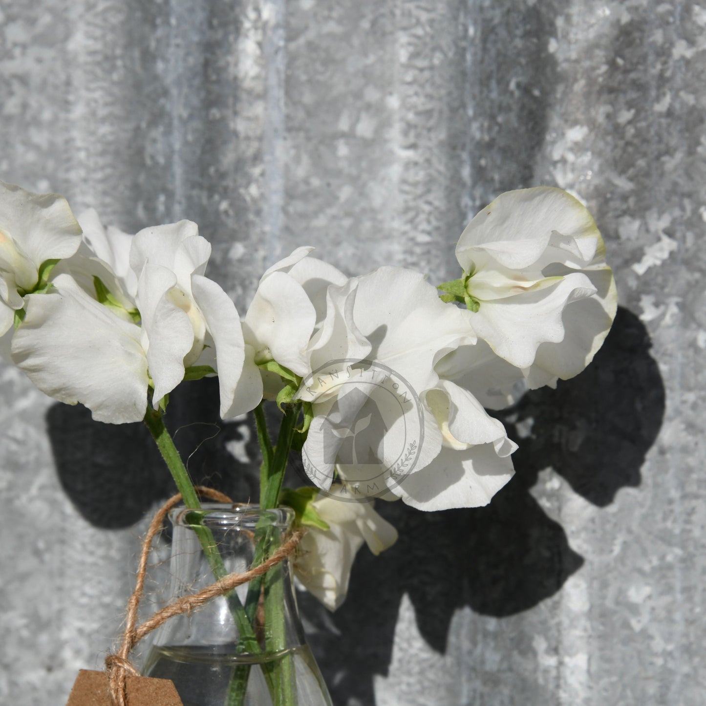 White flowers in a vase with a textured gray background