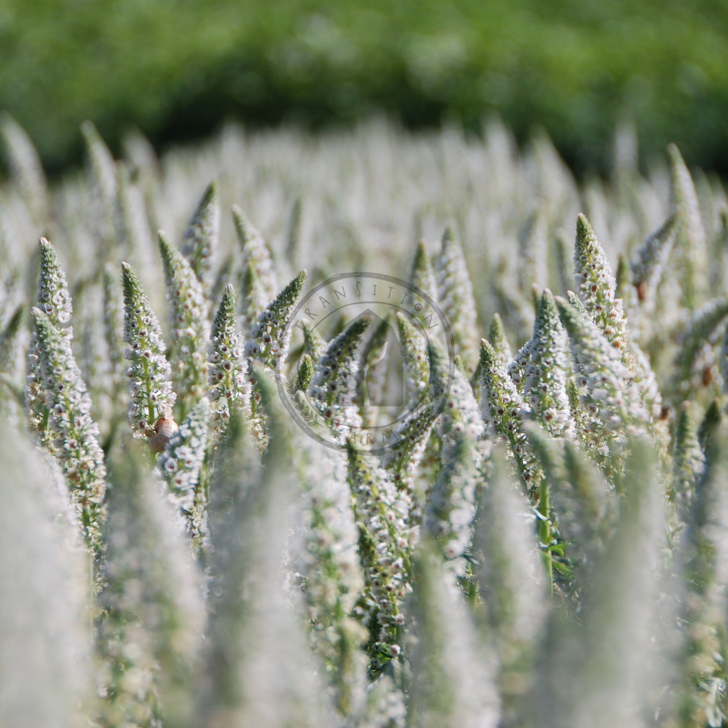 Close-up of a field of white flowers with a blurred green background