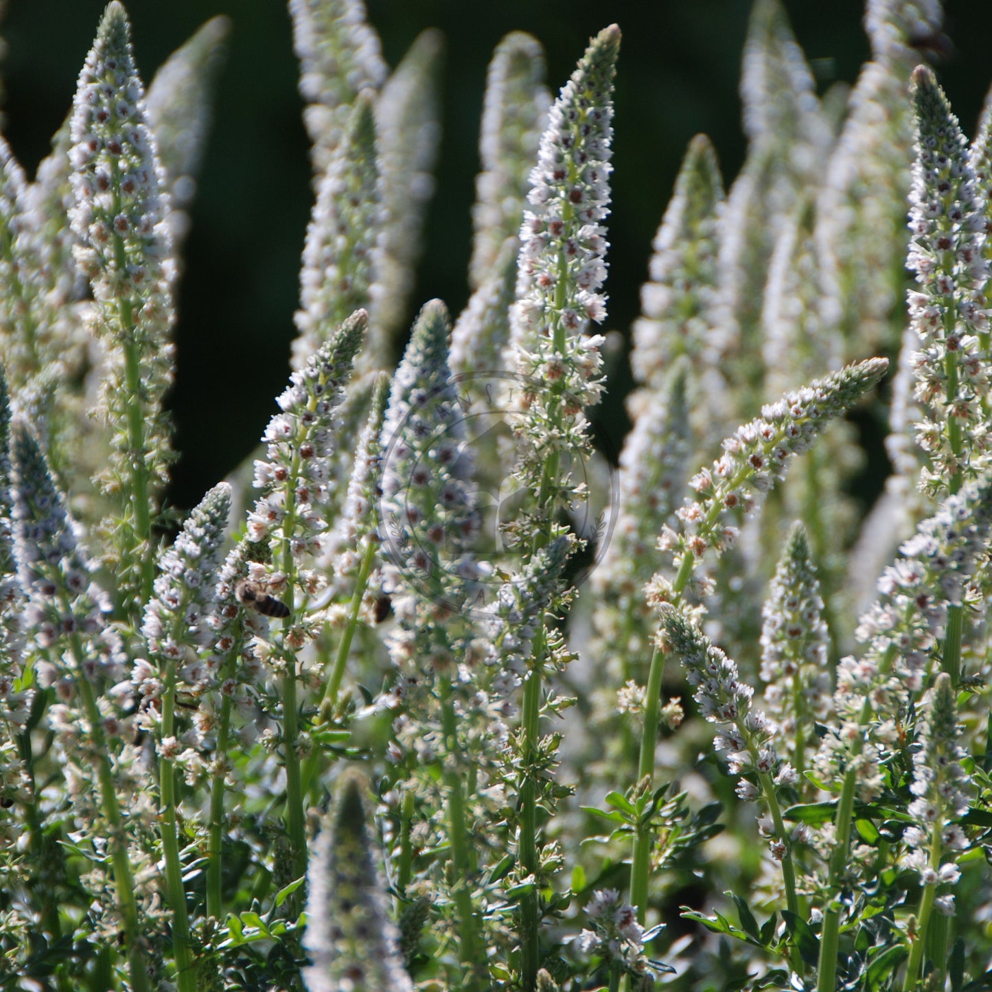 Close-up of a plant with tall, thin leaves against a dark background