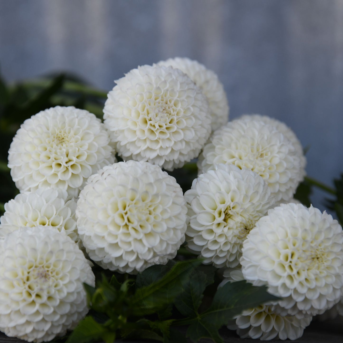 Dahlia 'Glenbank Little Angel'