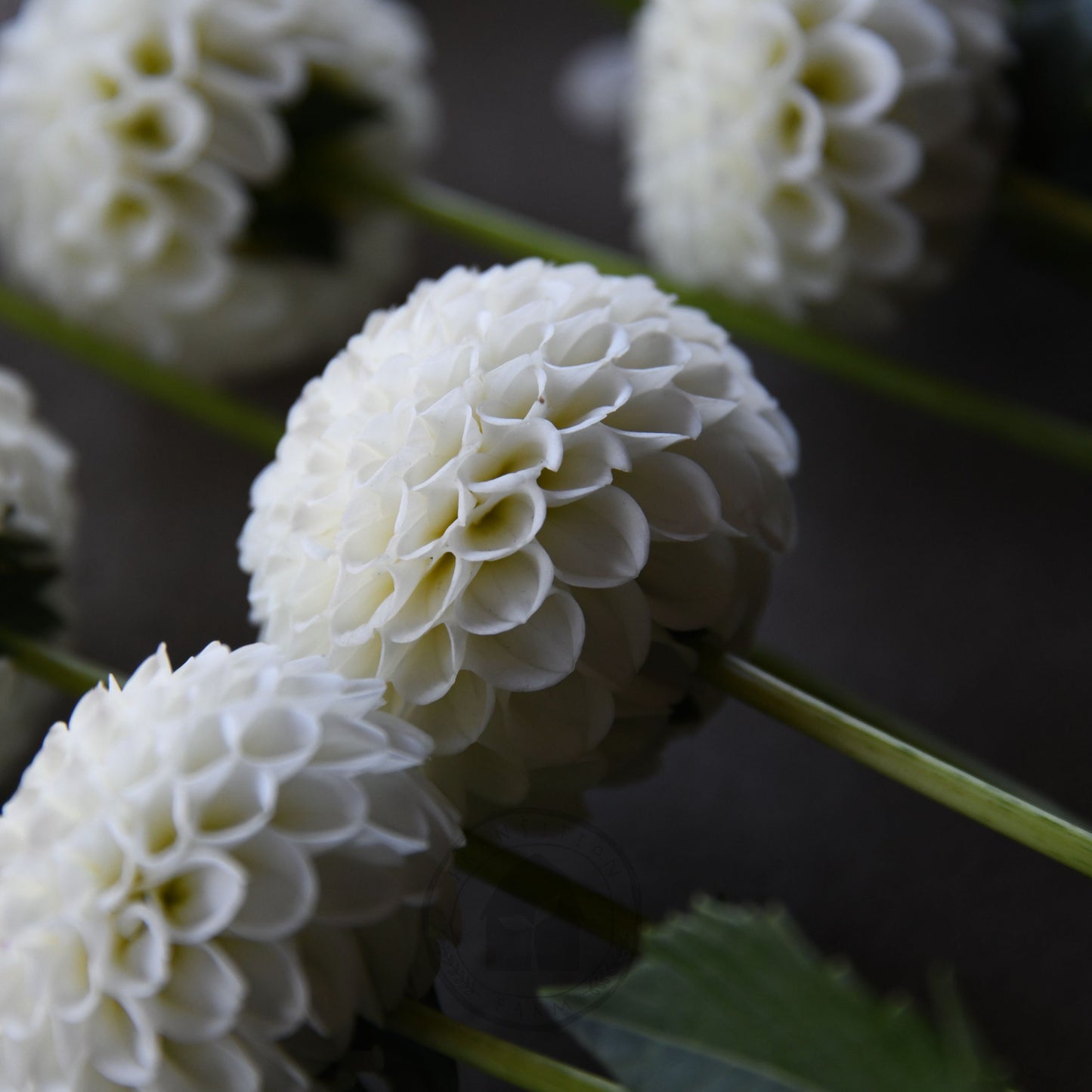 Dahlia 'Glenbank Little Angel'