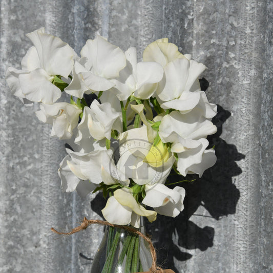 Bouquet of white flowers against a corrugated metal background