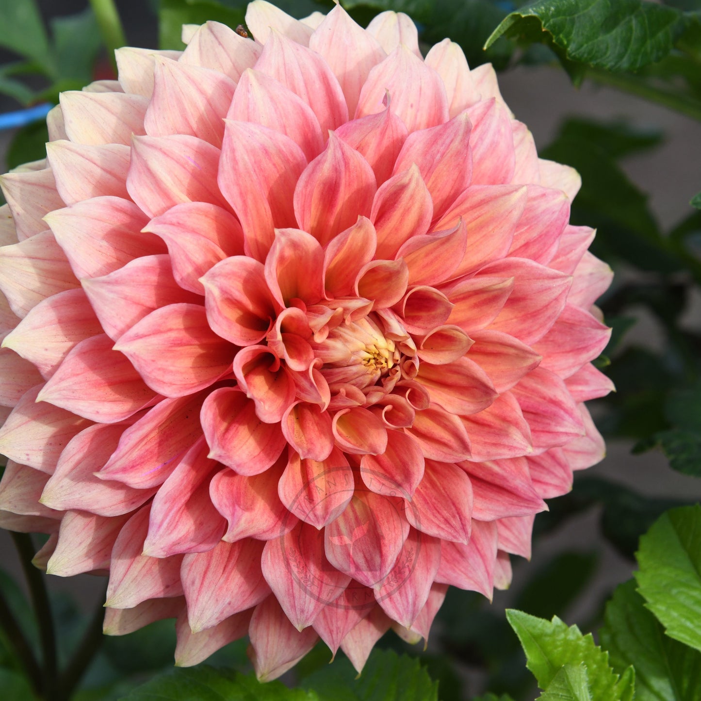 Dahlia 'Winkie Cinnamon'