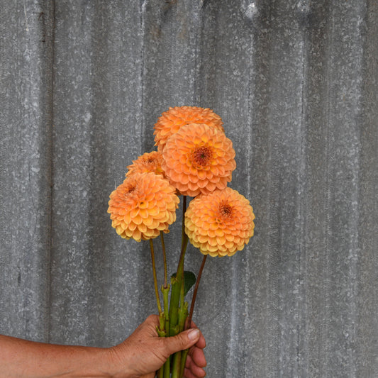 Dahlia 'Winkie Kestrel'