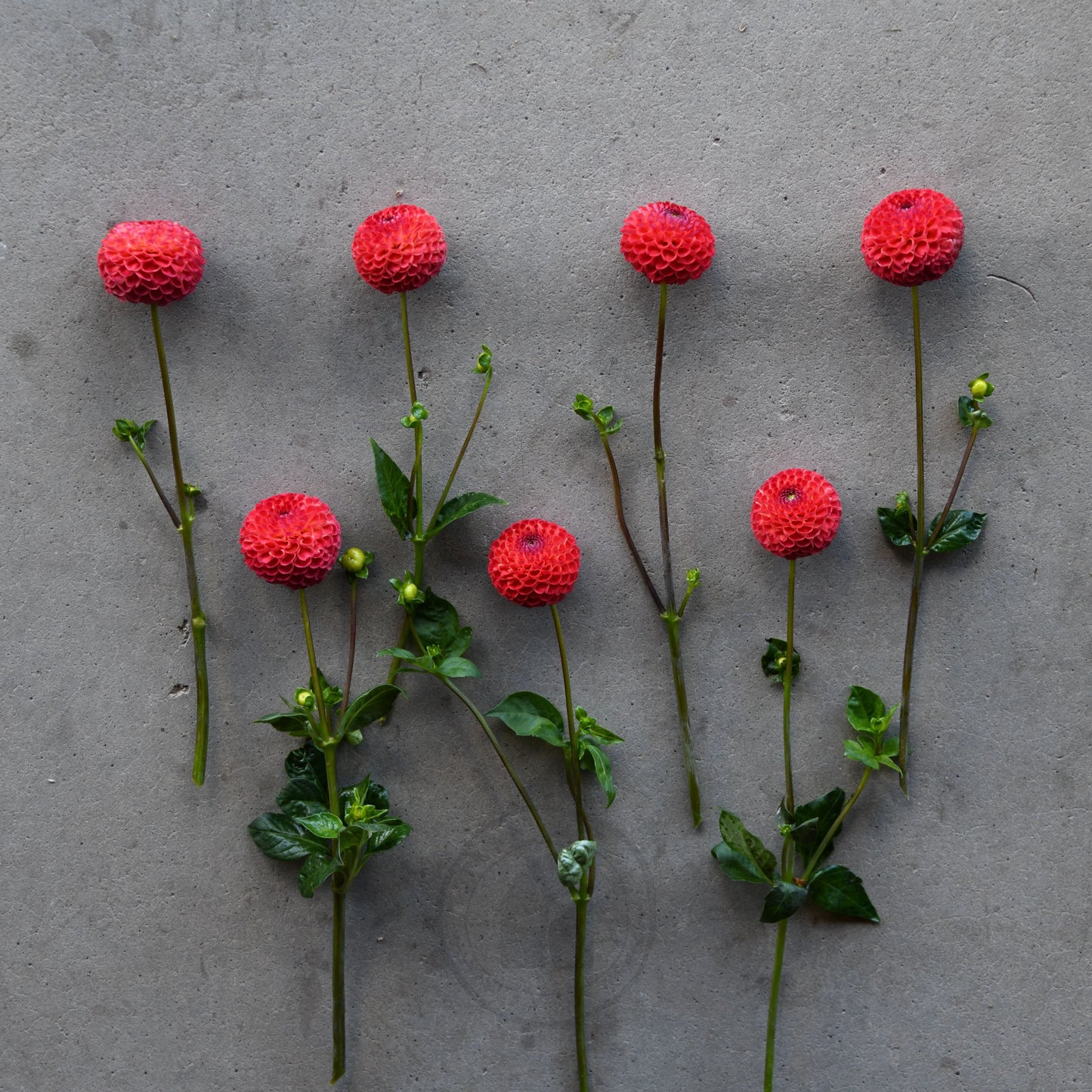Dahlia 'Winkie Lambrusco'