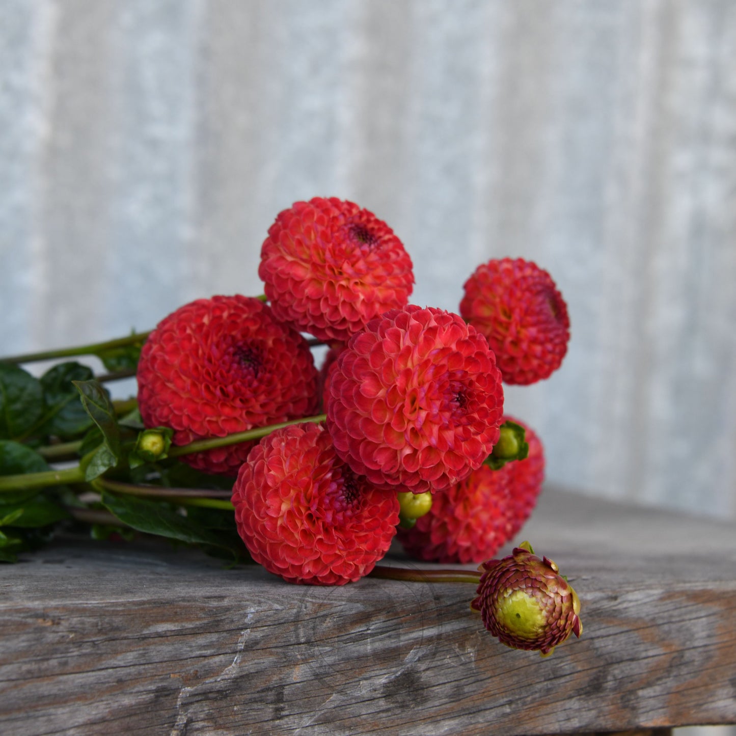 Dahlia 'Winkie Lambrusco'