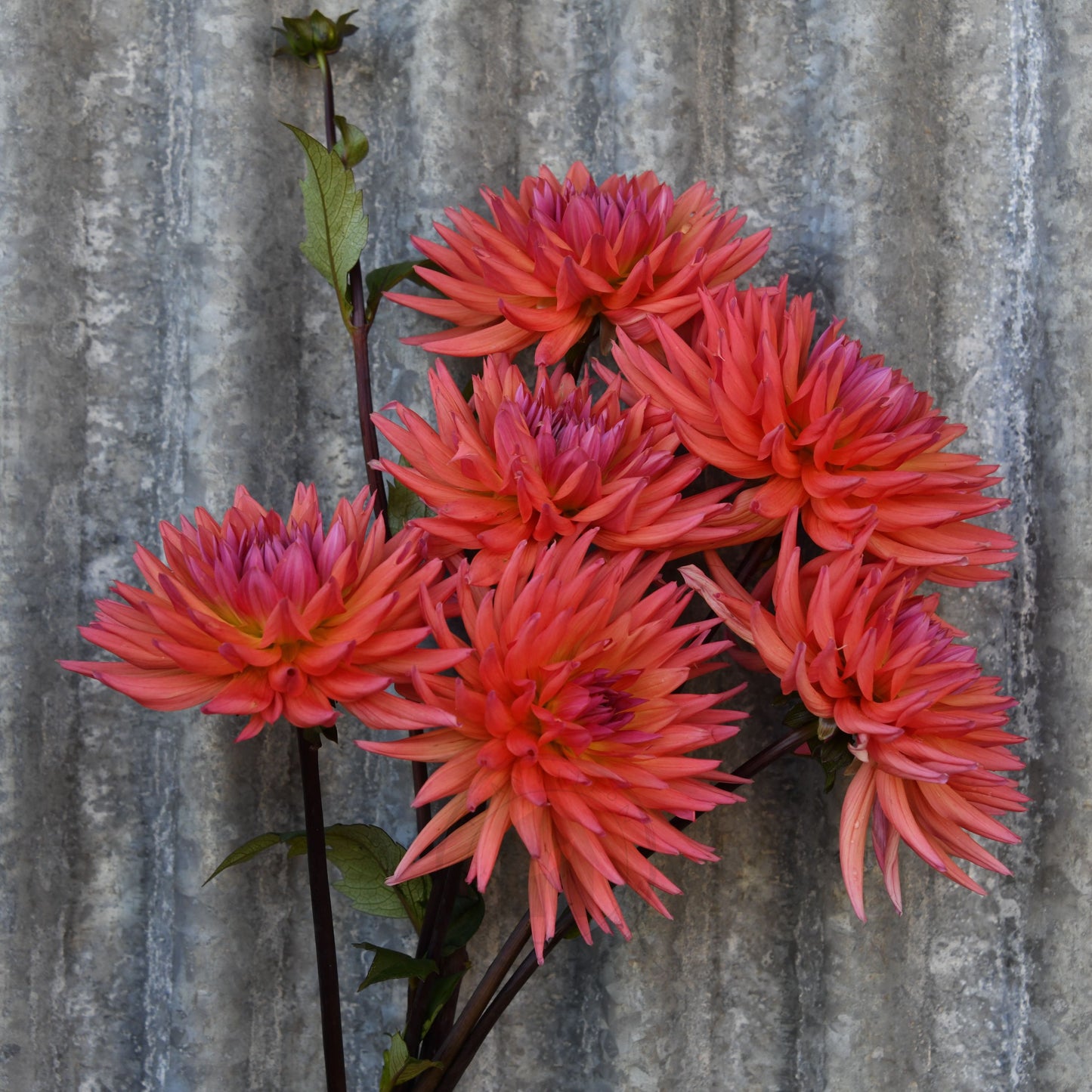 Dahlia 'Winkie Mark'