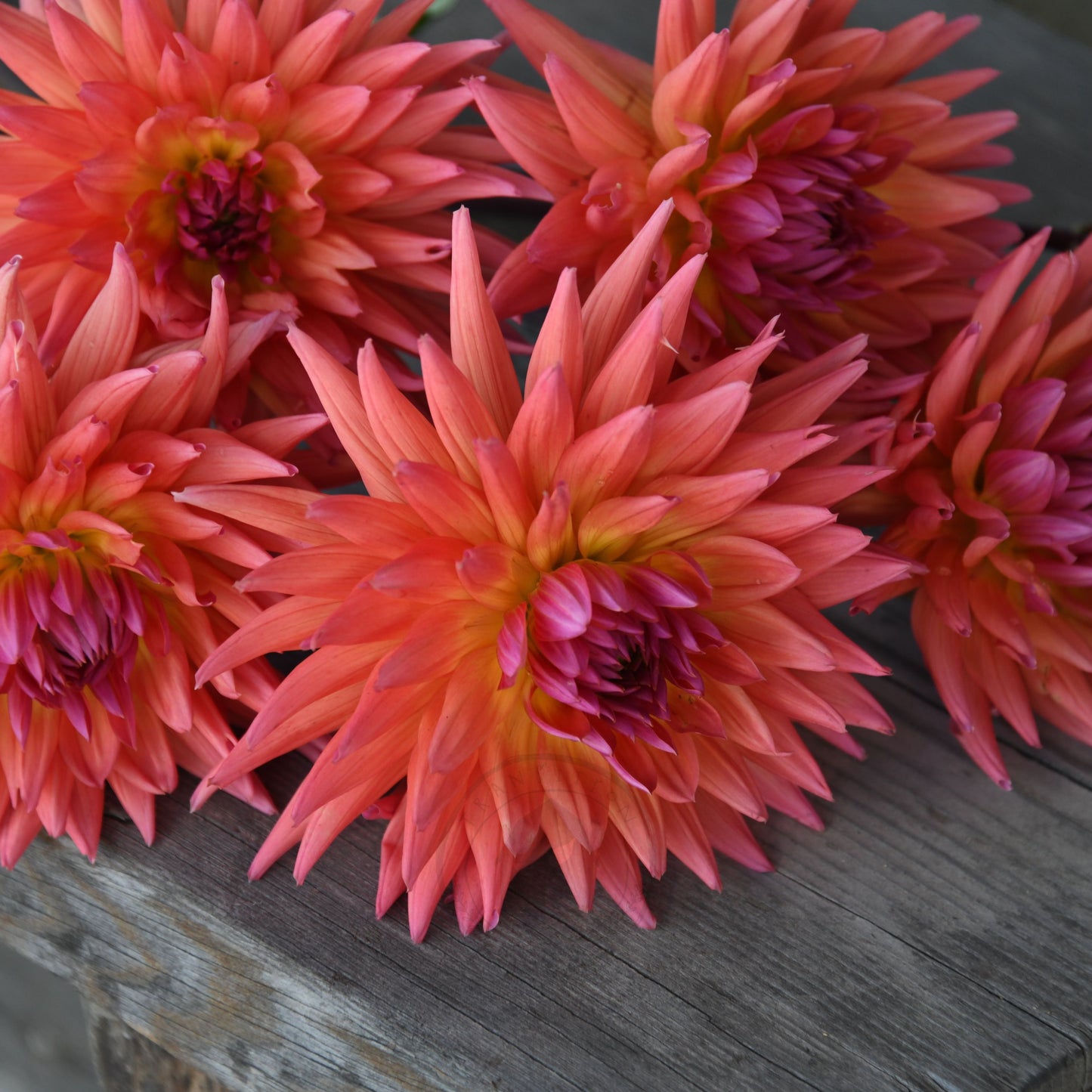 Dahlia 'Winkie Mark'