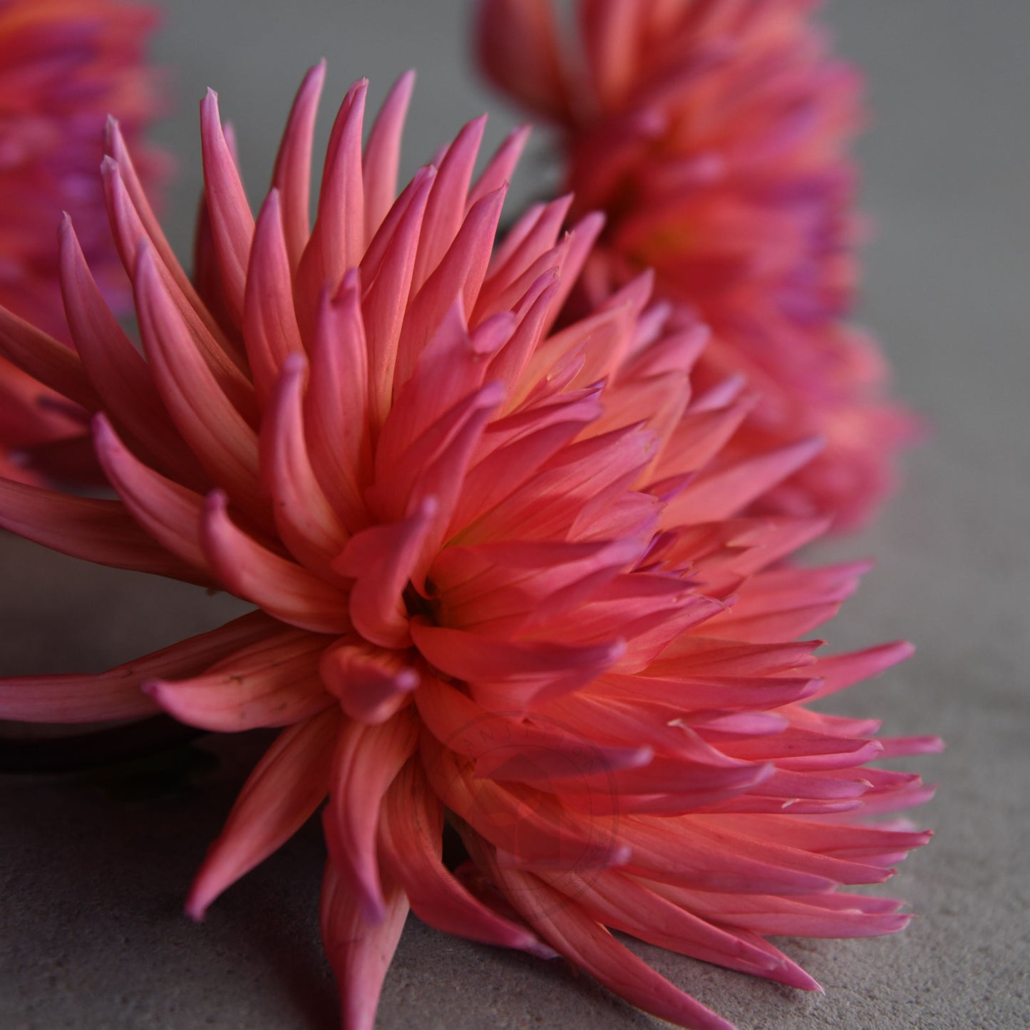 Dahlia 'Winkie Mark'