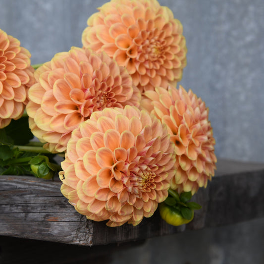 Dahlia 'Winkie Test Eagle'