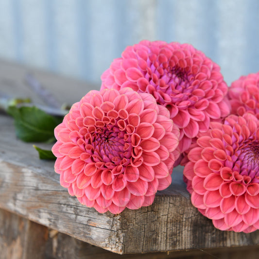 Dahlia 'Winkie Truffle'