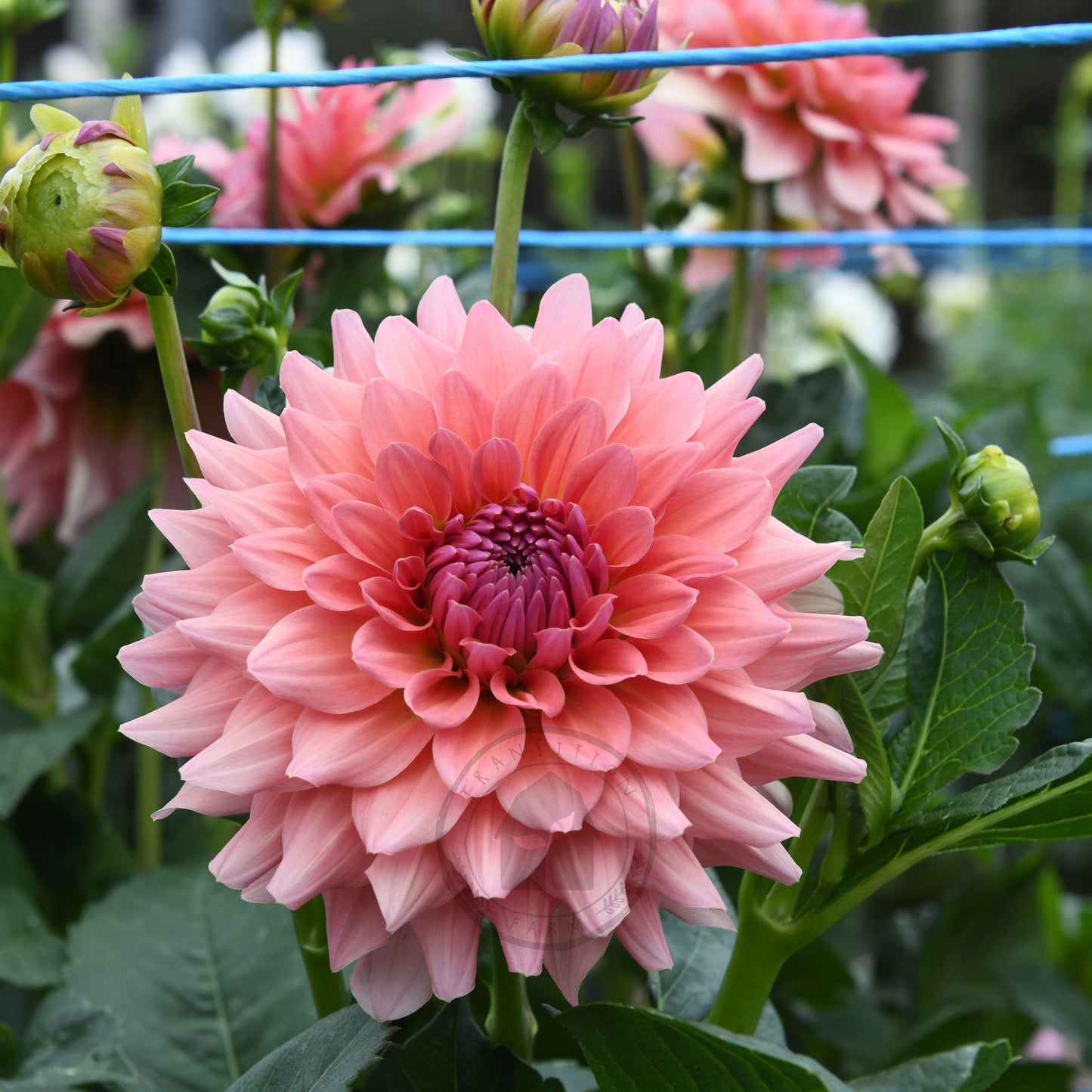 Dahlia 'WV Victorian Blush'
