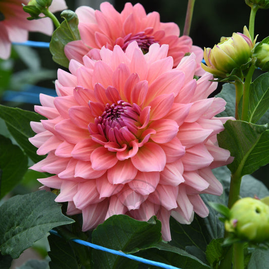 Dahlia 'WV Victorian Blush'