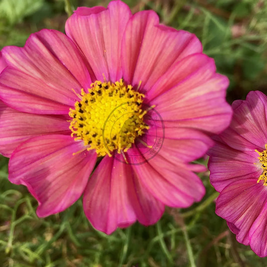 Cosmos 'Xensia'