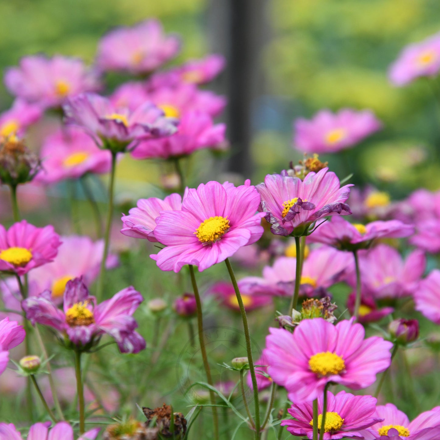 Cosmos 'Xensia'