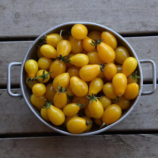 Tomato 'Beams Yellow Pear'