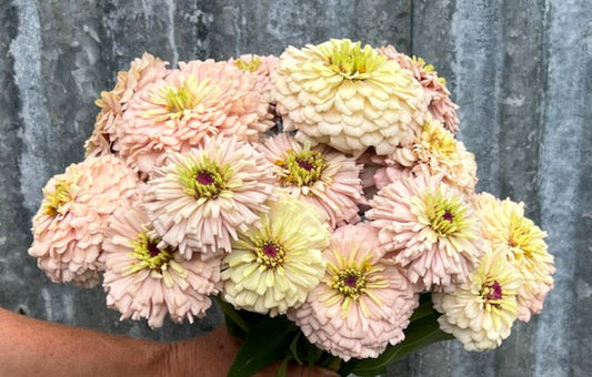 Transition Farm Field Notes - The Story Behind Our Zinnia Breeding – Part I: The Beginning