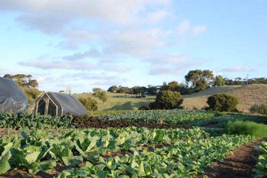 Why We Grow the Way We Do