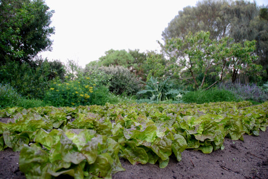 Seed Starting Essentials | Grow Strong, Healthy Seedlings