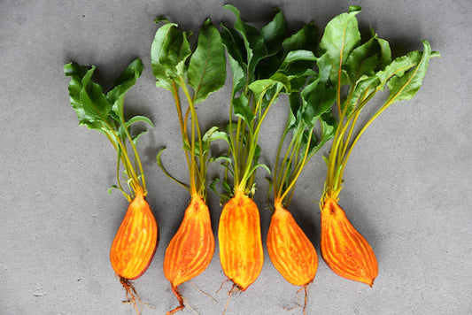 Badger Flame Beetroot - Variety Spotlight