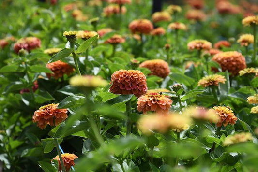 Growing Zinnias - From Seed to Seed