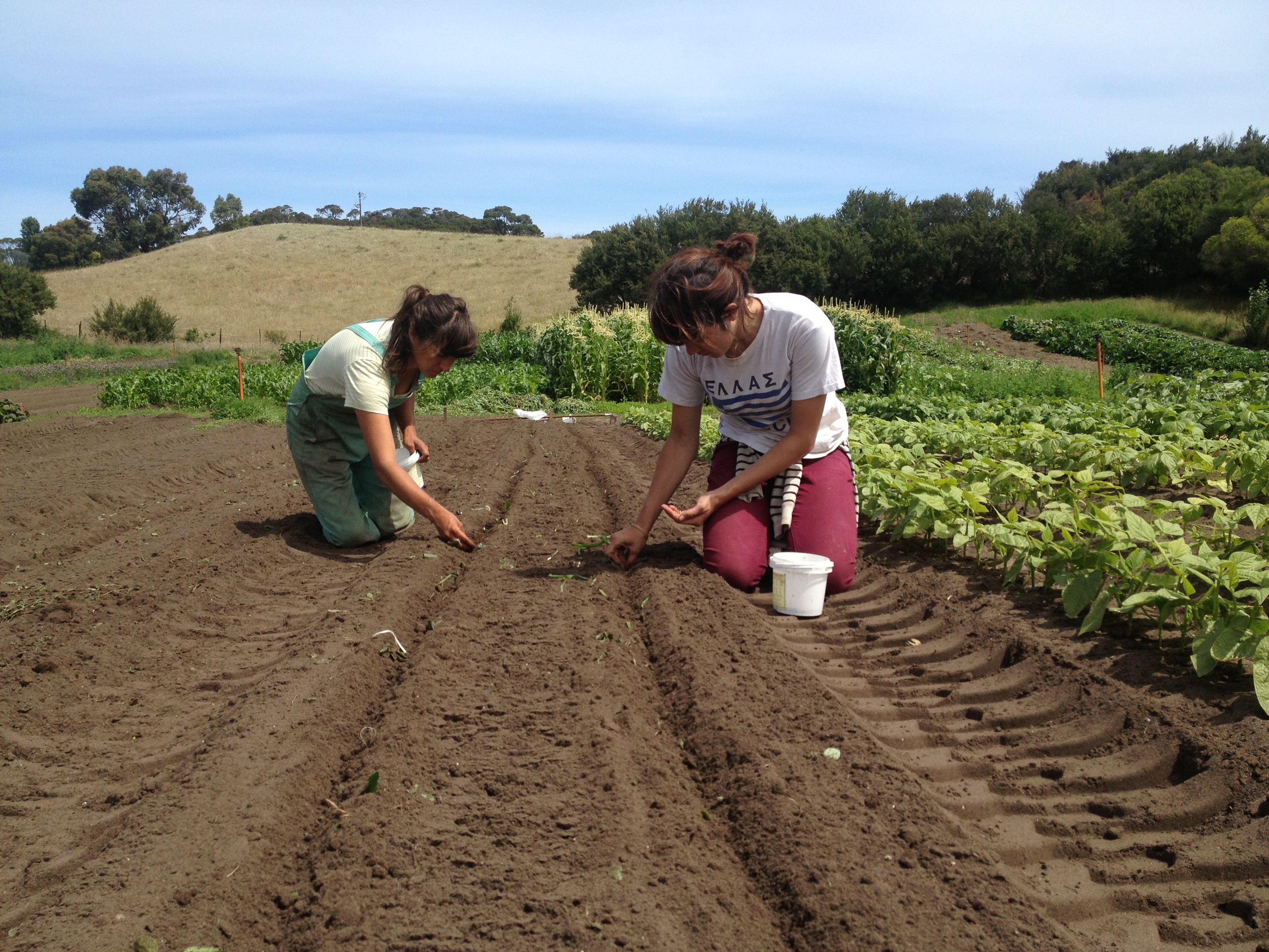 Transition Farm Perfect Weekend Job: Direct Sow These Veggies for Big Summer Harvest ...
