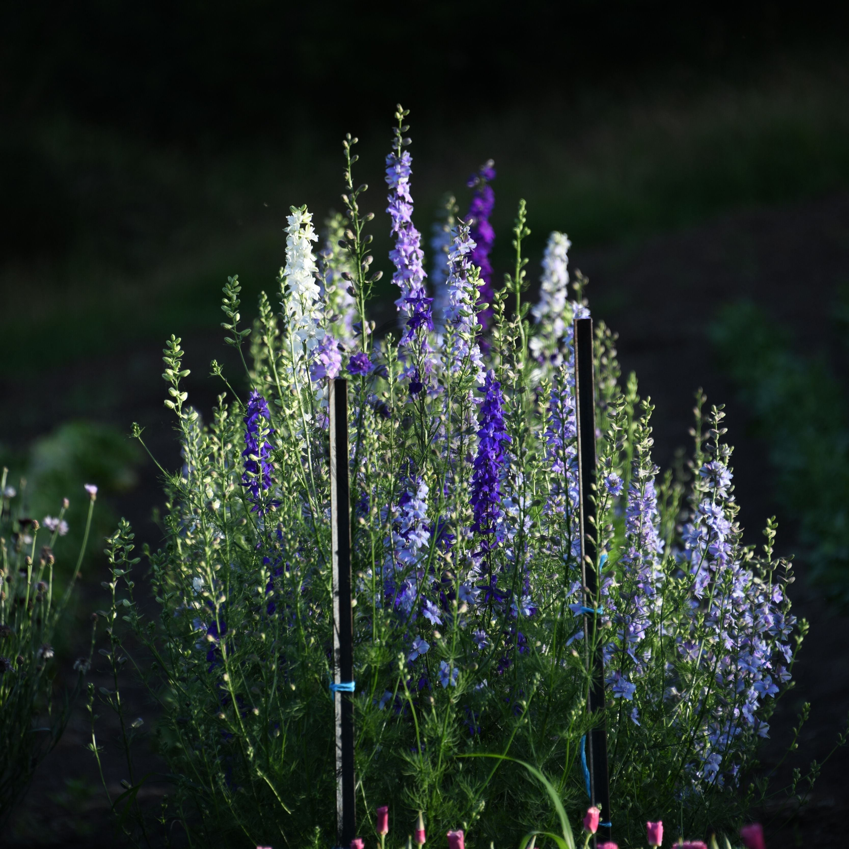 Spring's Elegant Spires- LARKSPUR - Germination and Sowing Tips ...