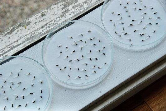 Transition Farm Germ Tests