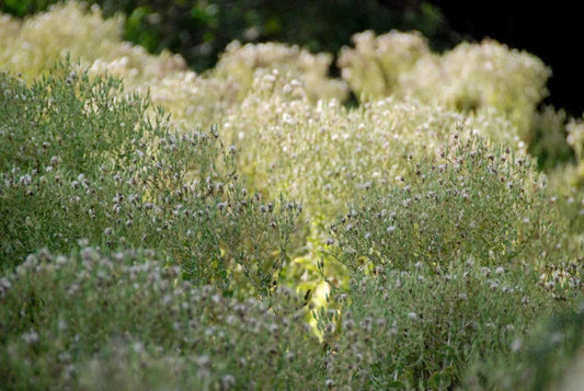 Why We Are Growing Certified Bio-dynamic and Organic Seed