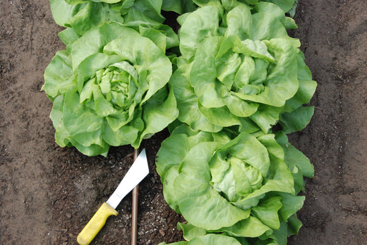 Butter Lettuce - The Belles of The Spring Ball