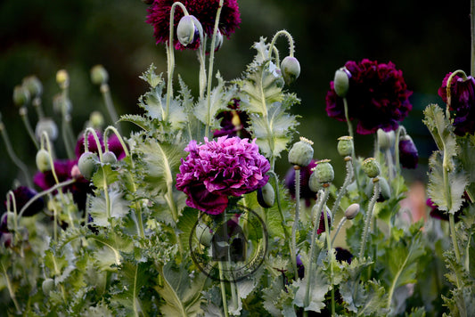 Growing Poppies! Step by Step Guide