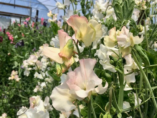 Organic Sweet Peas: Seed to Bloom Growing Guide
