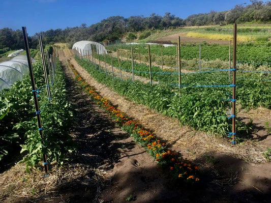 Sowing in December
